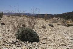 Eriogonum havardii