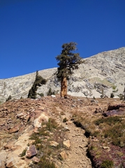 Pinus balfouriana
