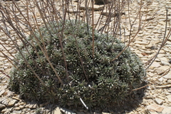 Eriogonum havardii
