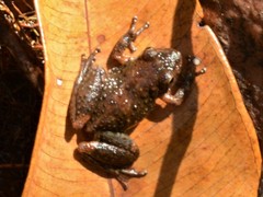 Litoria meiriana
