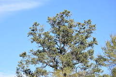 Pinus monophylla