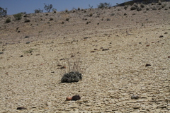 Eriogonum havardii