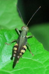 Apalacris varicornis