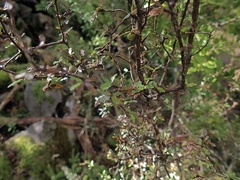 Pittosporum divaricatum