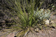 Nolina erumpens