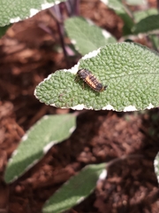 Harmonia axyridis