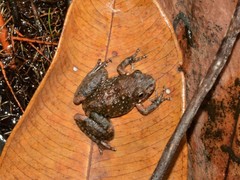 Litoria meiriana