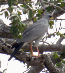 Melierax poliopterus