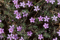 Phlox austromontana