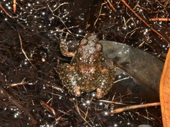 Litoria meiriana