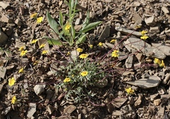 Leptosyne hamiltonii