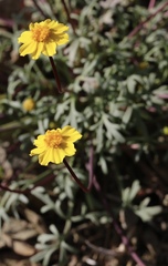 Leptosyne hamiltonii