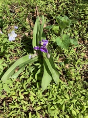 Tradescantia ozarkana