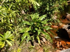Epipremnum amplissimum