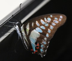 Graphium evemon