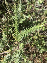 Baccharis patens