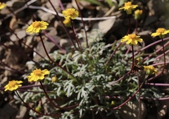 Leptosyne hamiltonii