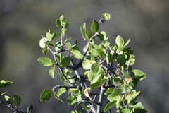 Prunus fremontii