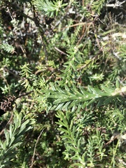 Baccharis patens