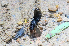 Macrotermes carbonarius