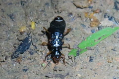 Macrotermes carbonarius