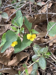 Viola lobata integrifolia
