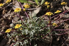 Leptosyne hamiltonii