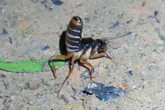 Macrotermes carbonarius