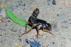 Macrotermes carbonarius