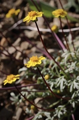 Leptosyne hamiltonii