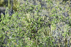 Prunus fremontii
