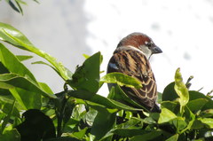 Passer domesticus