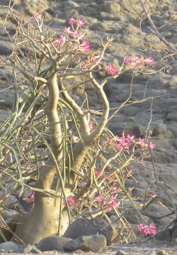 Adenium obesum image