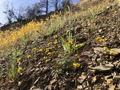 Leptosyne hamiltonii