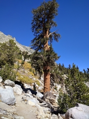 Pinus balfouriana