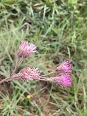 Gyptis commersonii