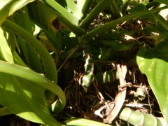 Epipremnum amplissimum