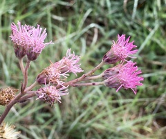 Gyptis commersonii