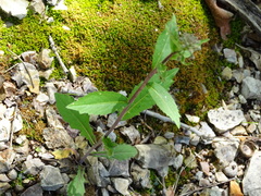 Borodinia canadensis