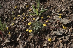 Leptosyne hamiltonii