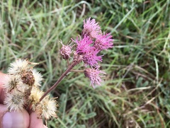 Gyptis commersonii