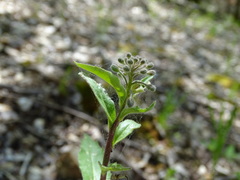 Borodinia canadensis