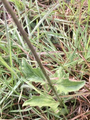 Gyptis commersonii