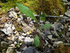 Borodinia canadensis