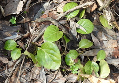 Pyrola rotundifolia