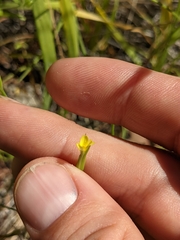 Microseris douglasii