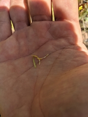 Microseris douglasii