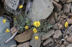 Leptosyne hamiltonii