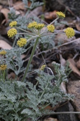 Lomatium observatorium