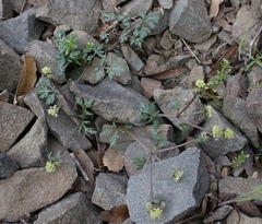 Sanicula saxatilis